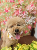 Dogsalon Ease(ɥå󥤡)