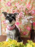 Dogsalon Ease(ɥå󥤡)