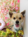 Dogsalon Ease(ɥå󥤡)