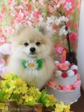 Dogsalon Ease(ɥå󥤡)