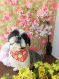 Dogsalon Ease(ɥå󥤡)