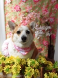 Dogsalon Ease(ɥå󥤡)