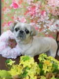 Dogsalon Ease(ɥå󥤡)