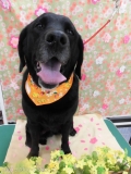 Dogsalon Ease(ɥå󥤡)