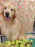 Dogsalon Ease(ɥå󥤡)