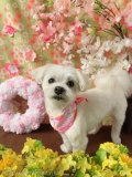 Dogsalon Ease(ɥå󥤡)