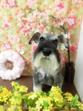 Dogsalon Ease(ɥå󥤡)