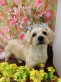 Dogsalon Ease(ɥå󥤡)