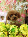 Dogsalon Ease(ɥå󥤡)