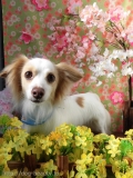 Dogsalon Ease(ɥå󥤡)