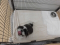 Dogsalon Ease(ɥå󥤡)
