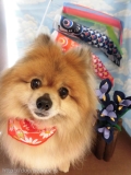 Dogsalon Ease(ɥå󥤡)