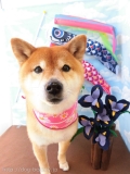 Dogsalon Ease(ɥå󥤡)