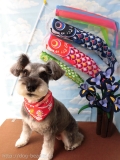 Dogsalon Ease(ɥå󥤡)