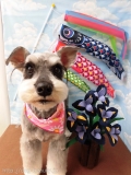 Dogsalon Ease(ɥå󥤡)