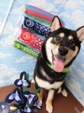 Dogsalon Ease(ɥå󥤡)