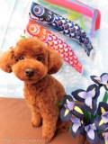 Dogsalon Ease(ɥå󥤡)