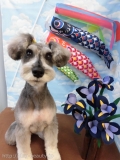 Dogsalon Ease(ɥå󥤡)