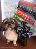 Dogsalon Ease(ɥå󥤡)