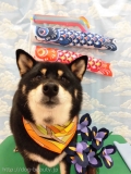 Dogsalon Ease(ɥå󥤡)