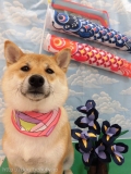 Dogsalon Ease(ɥå󥤡)