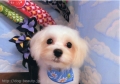 Dogsalon Ease(ɥå󥤡)