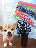 Dogsalon Ease(ɥå󥤡)