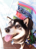 Dogsalon Ease(ɥå󥤡)