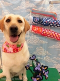 Dogsalon Ease(ɥå󥤡)