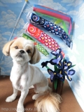 Dogsalon Ease(ɥå󥤡)