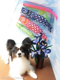 Dogsalon Ease(ɥå󥤡)