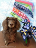 Dogsalon Ease(ɥå󥤡)