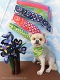 Dogsalon Ease(ɥå󥤡)