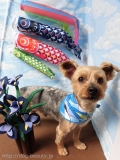 Dogsalon Ease(ɥå󥤡)