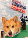 Dogsalon Ease(ɥå󥤡)