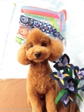 Dogsalon Ease(ɥå󥤡)