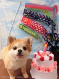 Dogsalon Ease(ɥå󥤡)