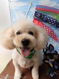 Dogsalon Ease(ɥå󥤡)