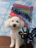 Dogsalon Ease(ɥå󥤡)