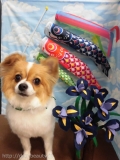 Dogsalon Ease(ɥå󥤡)