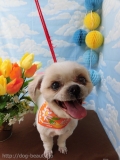 Dogsalon Ease(ɥå󥤡)