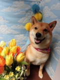 Dogsalon Ease(ɥå󥤡)