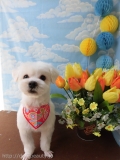 Dogsalon Ease(ɥå󥤡)