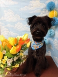 Dogsalon Ease(ɥå󥤡)