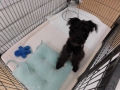 Dogsalon Ease(ɥå󥤡)