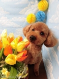 Dogsalon Ease(ɥå󥤡)