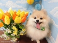 Dogsalon Ease(ɥå󥤡)