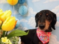 Dogsalon Ease(ɥå󥤡)