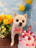 Dogsalon Ease(ɥå󥤡)