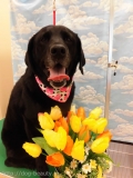 Dogsalon Ease(ɥå󥤡)